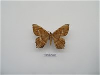 藏品(尺蛾213)的圖片